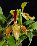 Paph villosum